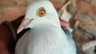 kabootar bazi song by(Raikot pigeon farm)////