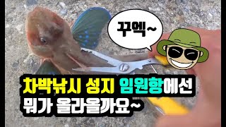 [ 쯔리박(つり朴) ] 다양한 고기! 차박하기좋은 임원항 (임원항낚시,삼척낚시)