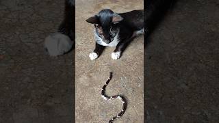 बिल्ली ने जब सांप को देखा तब क्या हुआ #cat #snake #viralvideo #trending #youtubeshorts #shorts