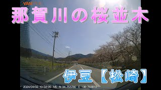 【伊豆】那賀川の桜並木【松崎】