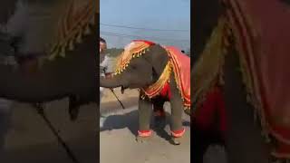 #sagaravlogs #shorts|| cute elephant dance