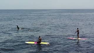 Pod of Orcas Surprise Beachgoers in Rio de Janeiro