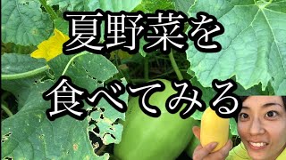 夏野菜の収穫風景\u0026収穫直後試食です！】