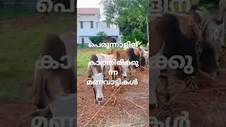 സ്വാഗതമാട് ചന്ത പെരുന്നാളിന് വന്നിറങ്ങിയ മണവാട്ടികൾ