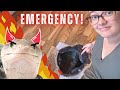 my reptiles almost burned my house down?! | How to Plan for Emergencies With Reptiles