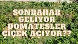 16- 03 Eylül 2022 Sonbahar geldi Bahçe son günlerinde