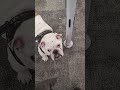 baby english bulldog bazooka meets a fellow brit at his favorite store