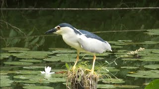 【野鳥】食べたいし眠たいゴイサギさん/Nycticorax nycticorax