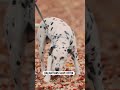 DALMATIAN THE DOG