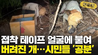 얼굴에 접착 테이프 감긴 채 버려진 개 구조...시민들 '공분'