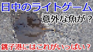 銚子港　ライトゲーム　意外な魚が釣れました