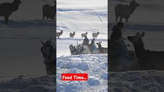 Elk Feedground #wyoming #wildlife #wyomingadventure #animals #elk #horses #drafthorse