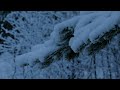 Ugasanie - The Frozen Forest