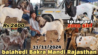 balahedi Bakra Mandi live update 11/11/2024 Rajasthan Aaj Mandi mein 2000 rupay mein totapari bacche