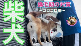 柴犬、換毛期の対策〜コロコロ編〜