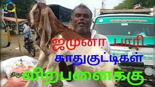 அனைத்து ரக குட்டிகள் 1இடத்தில்விற்பனை|குன்னத்தூர்சந்தை|பால்குட்டிகள் விற்பனை #திண்டுக்கல் கருப்பையா