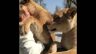 Lions hugging a woman