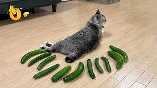 Funny Videos Try Not To Laugh🤣When Cats Being Pure Chaos🤣 Funny Cat Videos