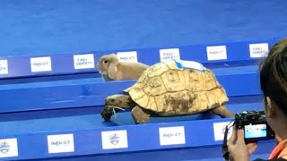 Tortoise vs. Hare - Who Wins?