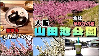 【山田池公園】大阪 梅林／早咲きの桜／普賢寺 ふれあいの駅／菜の花畑／ドライブ旅