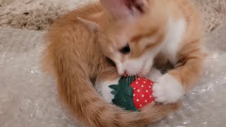 Tiny Tango Throwback