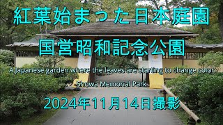 紅葉始まった日本庭園(国営昭和記念公園)2024年11月14日撮影