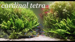 Music Aquarium - cardinal tetra 癒し (カージナルテトラ ミュージックアクアリウム リラックス BGM )