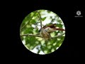 සිවුරු හොරා...🍃🍂🍃 the ceylon paradise flycatcher beautiful sri lanka🇱🇰💕🍃