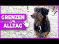 Hund Grenzen aufzeigen - VLOG