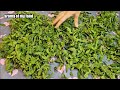 نحوه صحیح چیدن ،خشک کردن پونه کوهی و آشنایی با خواص آن پونه خشک پونه کوهی oregano