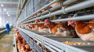 Inside the Future of Poultry: High-Tech Broiler Cage Farming