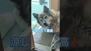 あ〜涼しい！最近の出迎えが風呂場になった犬のムーちゃん