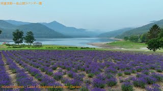 2024年7月　南富良野～金山湖ラベンダー園 4kドローン空撮