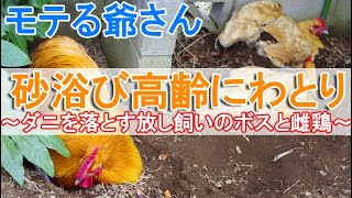 砂浴びのニワトリ爺さん～風呂と同じ習慣で寄生虫ダニを落とす放し飼いのボス雄鶏と雌鶏～