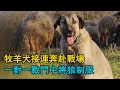 草原上的年輕牧民，他們與狗的遊牧生活全記錄，牧羊犬接連奔赴戰場，無人機追蹤遠方未知威脅！