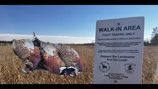 Hunting Pheasants on Public Land in South Dakota mid November!!