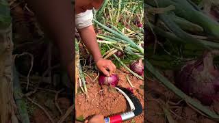 Chinese farmer harvest purple Onion #agriculture