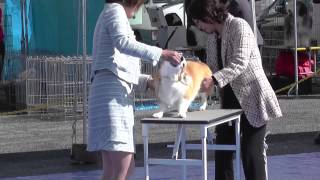 2014/03/21 姫路しらさぎ愛犬クラブ展 コーギー牝ジュニアクラス戦