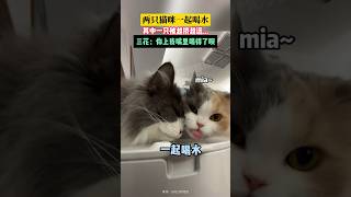 那只小猫咪，你会喝水吗？你礼貌吗？