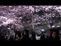 sakura in tokyo special ᴴᴰ ● 東京 桜