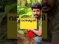 വാഴക്കൃഷി മികച്ച വിളവിന് വേണ്ടത് മുകളിൽ തീ താഴെ വെള്ളം