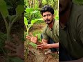 വാഴക്കൃഷി മികച്ച വിളവിന് വേണ്ടത് മുകളിൽ തീ താഴെ വെള്ളം