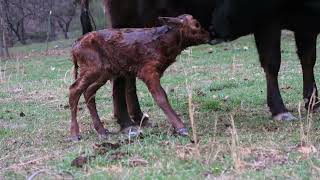 BABY CALF BEING BORN!  (Caught on camera just for you.)