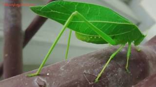 What is a Leaf Insect ?