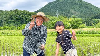 初めての田植えをしました！I planted rice for the first time！