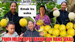 Download Mp3 PANEN MELON 2 JENIS DAPAT BANYAK DAN MANIS SEKALI