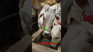 Beautiful Bachi Pair #shortsfeed #cows #trending #short