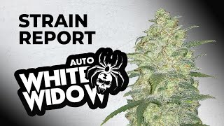 White Widow Auto | Strain Review | Fast Buds Originals