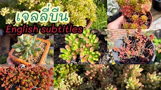 (Eng Sub) My Sedum Jelly Beans collection เจลลี่บีนชนิดต่างๆ ไม้อวบน้ำ กุหลาบหิน #19