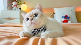 Sweet Melodies for Cats to Calm Down - Heal Stress For Cat Soothing Piano, Help Sensitive Cats Relax